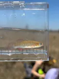 Banded Topminnow, photographed in Florida