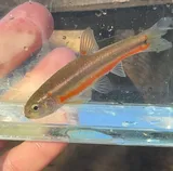 Flame Chub, photographed in Tennessee
