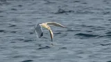 Atlantic Herring, photographed in Trøndelag