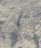 Amazon Molly, photographed in Texas