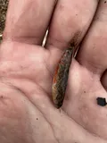 Headwater Darter, photographed in Kentucky