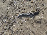 Spiny Dogfish, photographed in Delaware
