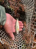 Gila Trout, photographed in New Mexico