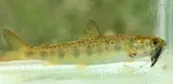 Atlantic Salmon, photographed in Scotland