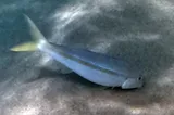 Mexican Goatfish, photographed in Oaxaca
