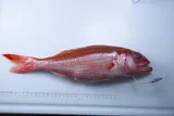 Ruby Snapper, photographed in Hawaii