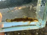 Mountain Madtom, photographed in Ohio