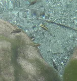 White River Springfish, photographed in Nevada