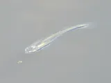 Blackstripe Topminnow, photographed in Texas