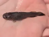 Flathead Catfish, photographed in Mississippi