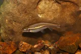 Southern Redbelly Dace, photographed in Tennessee