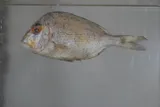 Knobbed Porgy, photographed in Florida