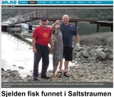 Dealfish, photographed in Nordland