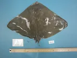Smooth Butterfly Ray, photographed in North Carolina