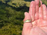 Railroad Valley Springfish