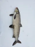 Lake Whitefish, photographed in Ontario