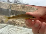 Ozark Chub, photographed in Arkansas