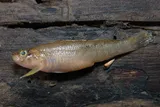 Gumbo Darter, photographed in Texas