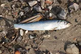 Atlantic Herring