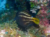 Orangespotted Filefish, photographed in West Bay