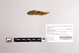Pit Sculpin, photographed in California
