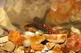 Rainbow Darter, photographed in Tennessee