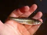 Eastern Silvery Minnow, photographed in New Jersey