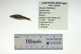 Ironcolor Shiner, photographed in Illinois