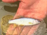 Steelcolor Shiner, photographed in Ohio