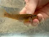 Spottail Darter, photographed in Kentucky
