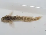 Seaboard Goby, photographed in New Jersey