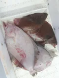American Plaice