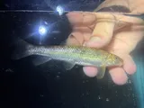 Blacktip Jumprock, photographed in Virginia