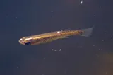 Southern Starhead Topminnow, photographed in Louisiana