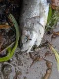 Northern Pikeminnow, photographed in British Columbia