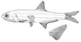 Key Anchovy, photographed in La Habana Province
