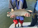 Arctic Grayling, photographed in Alaska