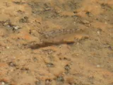 Desert Pupfish, photographed in California