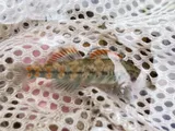 Plains Darter, photographed in Texas