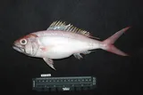 Ironjaw, photographed in Maluku