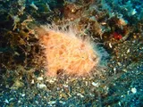 Striated Frogfish, photographed in Sulawesi Utara