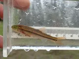 Northern Pearl Dace, photographed in Ontario