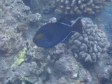 Black Triggerfish, photographed in Hawaii