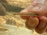 Blackbanded Darter, photographed in Alabama