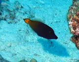 Lacefin Filefish, photographed in Hawaii