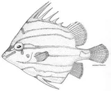 Jambeau, photographed in Florida