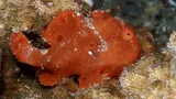 Painted Frogfish, photographed in Southern Leyte