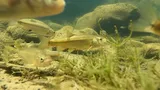 Arroyo Chub, photographed in California