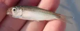 Scaled Sardine, photographed in Florida