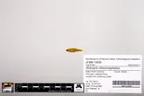 Greenhead Shiner, photographed in North Carolina